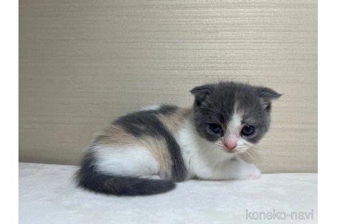 成約済の茨城県のスコティッシュフォールド(折れ耳)-84718の5枚目